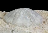 Jurassic Sea Urchin (Clypeus plotti) - England #64738-2